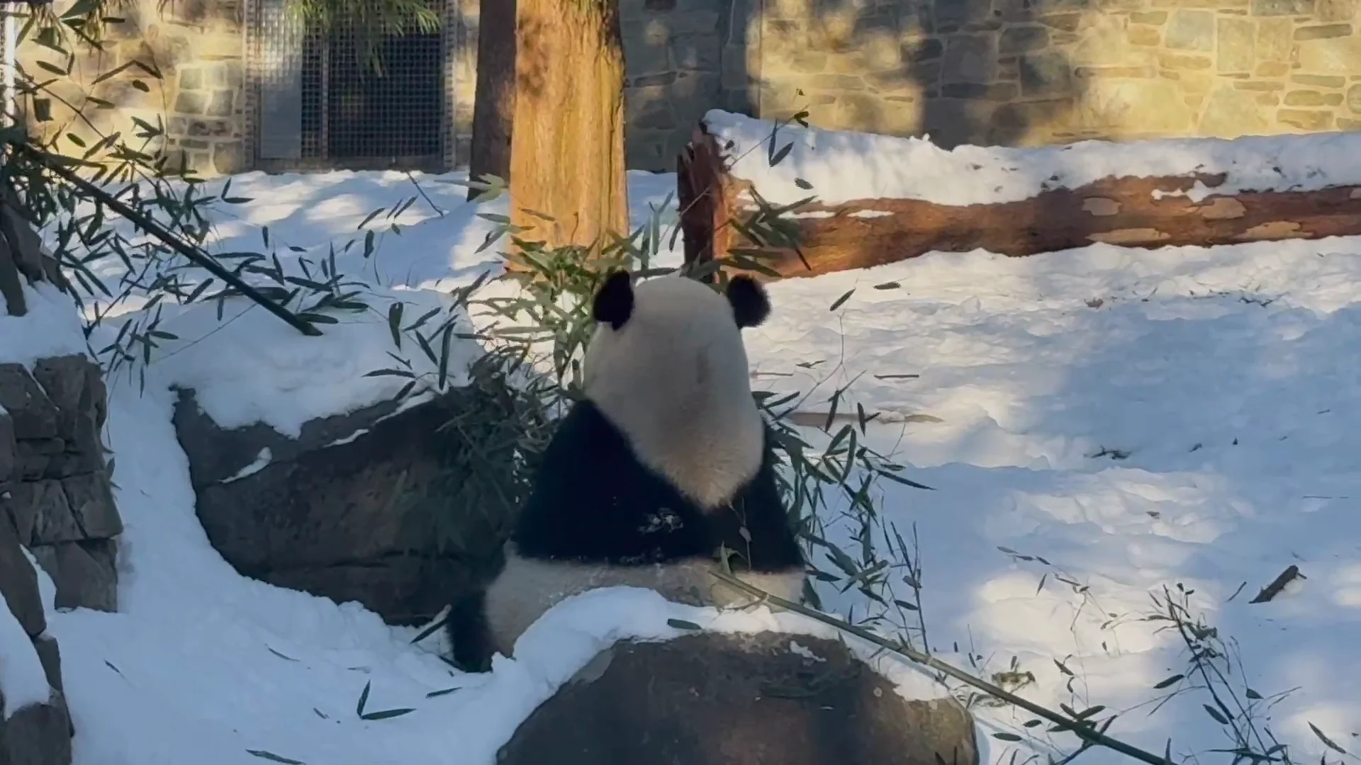 First Look at Bao Li and Qing Bao, the Giant Pandas at Washington Zoo~~