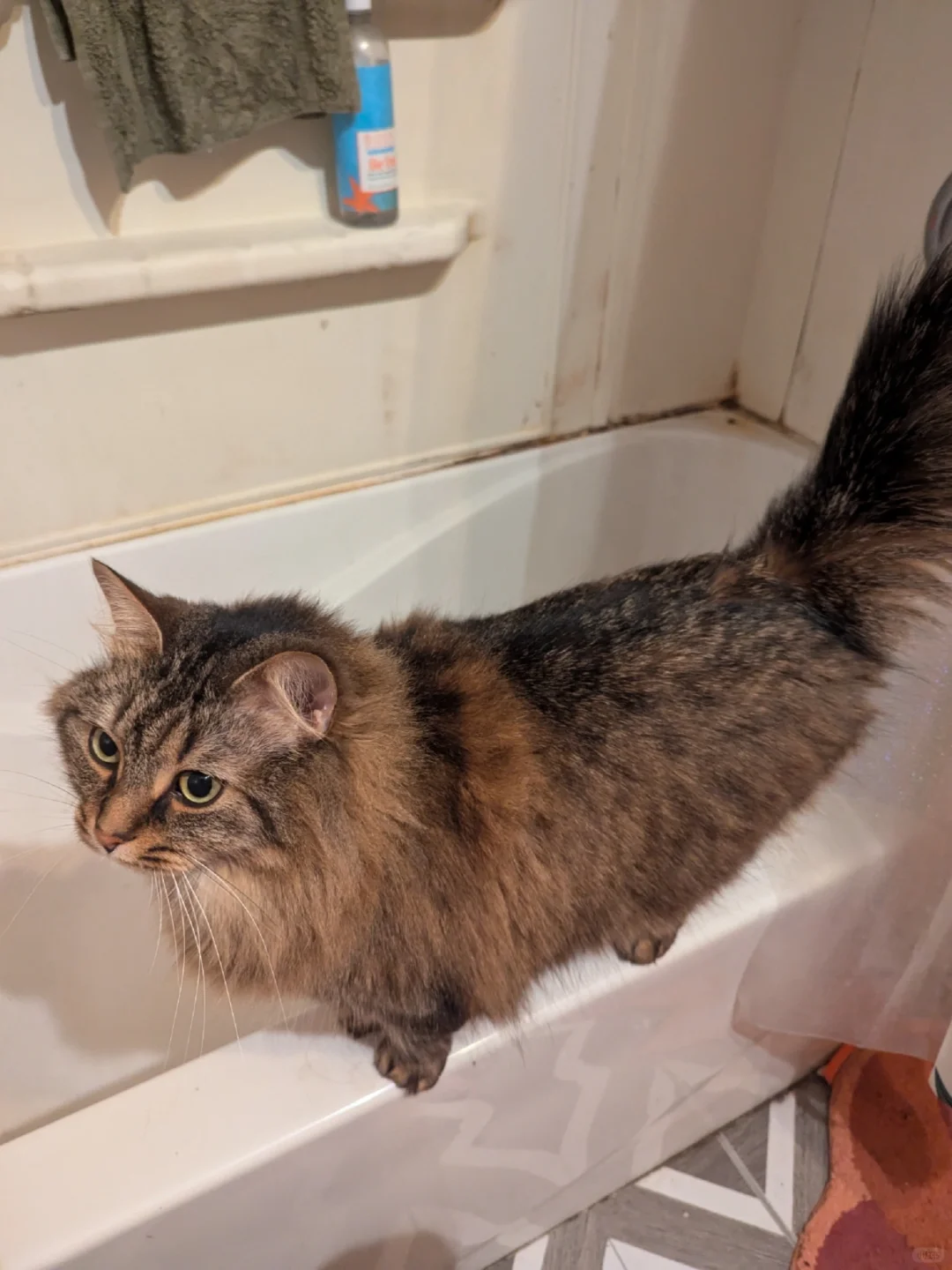 Split Thoughts @ The Healer