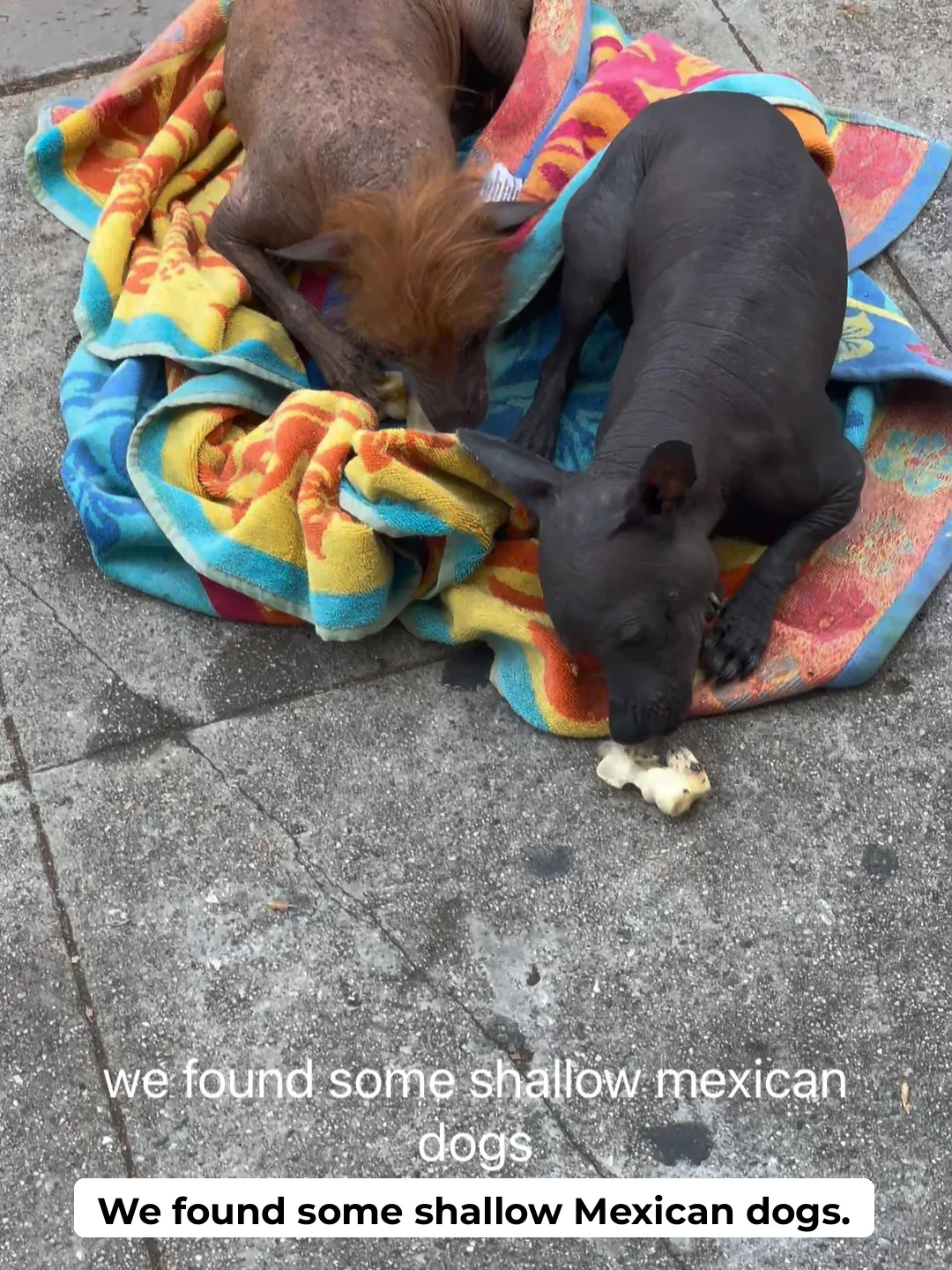 "Mexican & Salvadorian Cuisine: A Flavorful Journey"