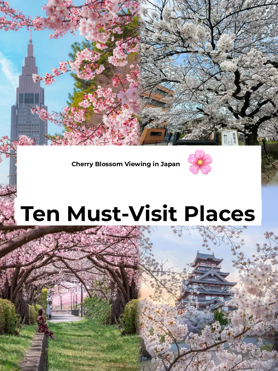 Cherry Blossom Season 🌸｜Top 10 Must-Visit Spots for Sakura Viewing～