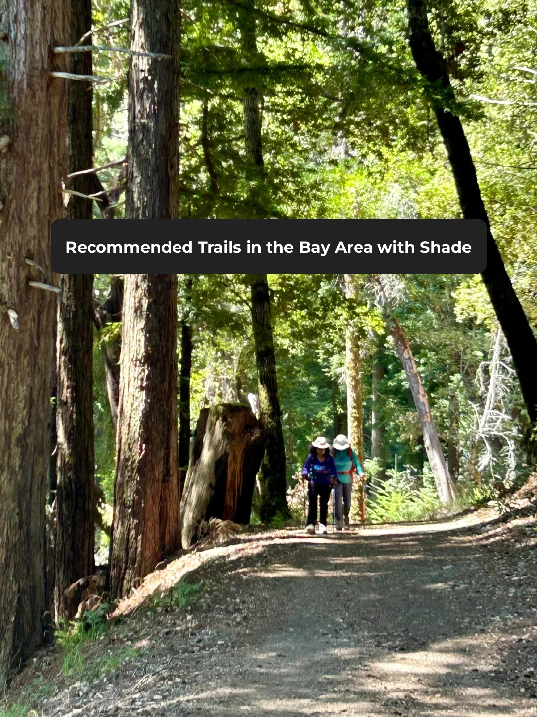 Bay Area Shade Trail Recommendations｜Cool Off This Summer & Encounter Deer in the Deep Forest