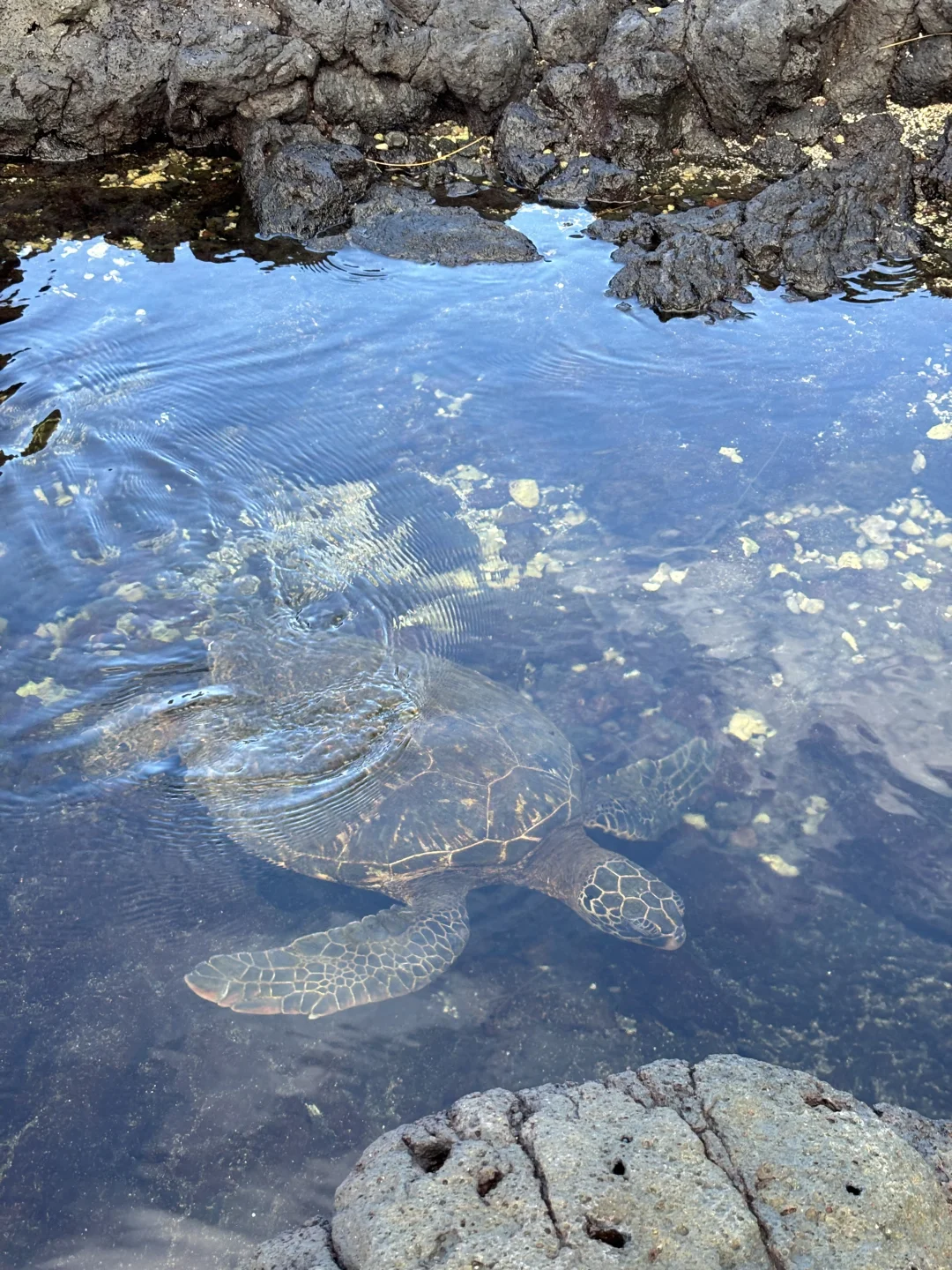 "Discovering the Sea Turtle Nests on Hawaii's Big Island"
