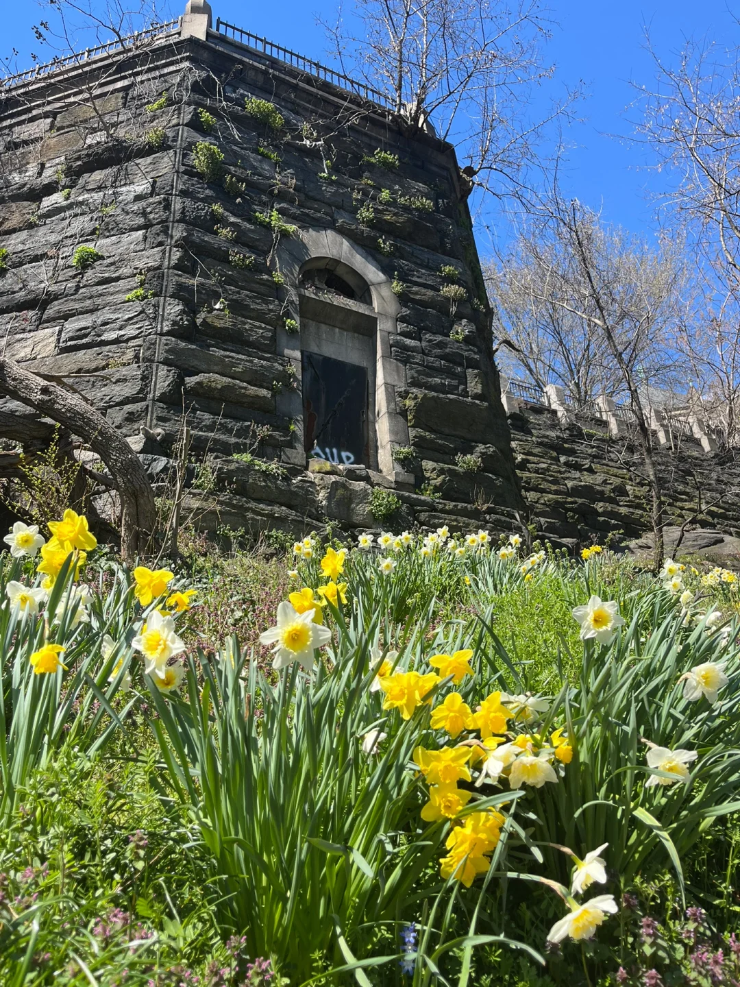 Isle of Man friends, it's time to go flower-viewing! 🤩