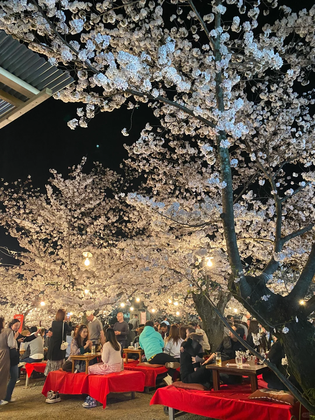 Today I'm absolutely blown away by the cherry blossoms! If you're still in Kyoto, you HAVE to go!! 🌸💥
