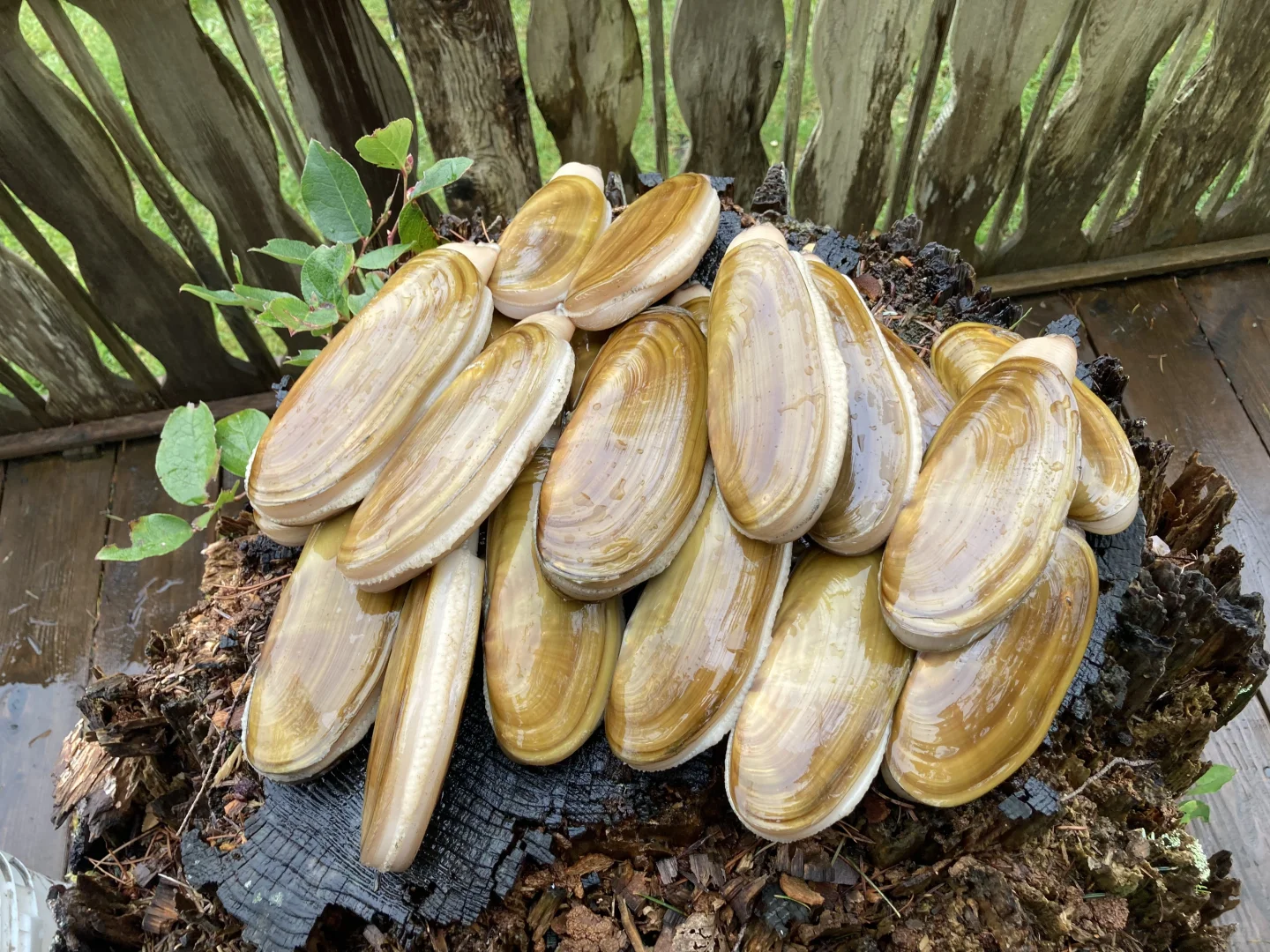 2024 Seattle Razor Clam Season is Back Again!