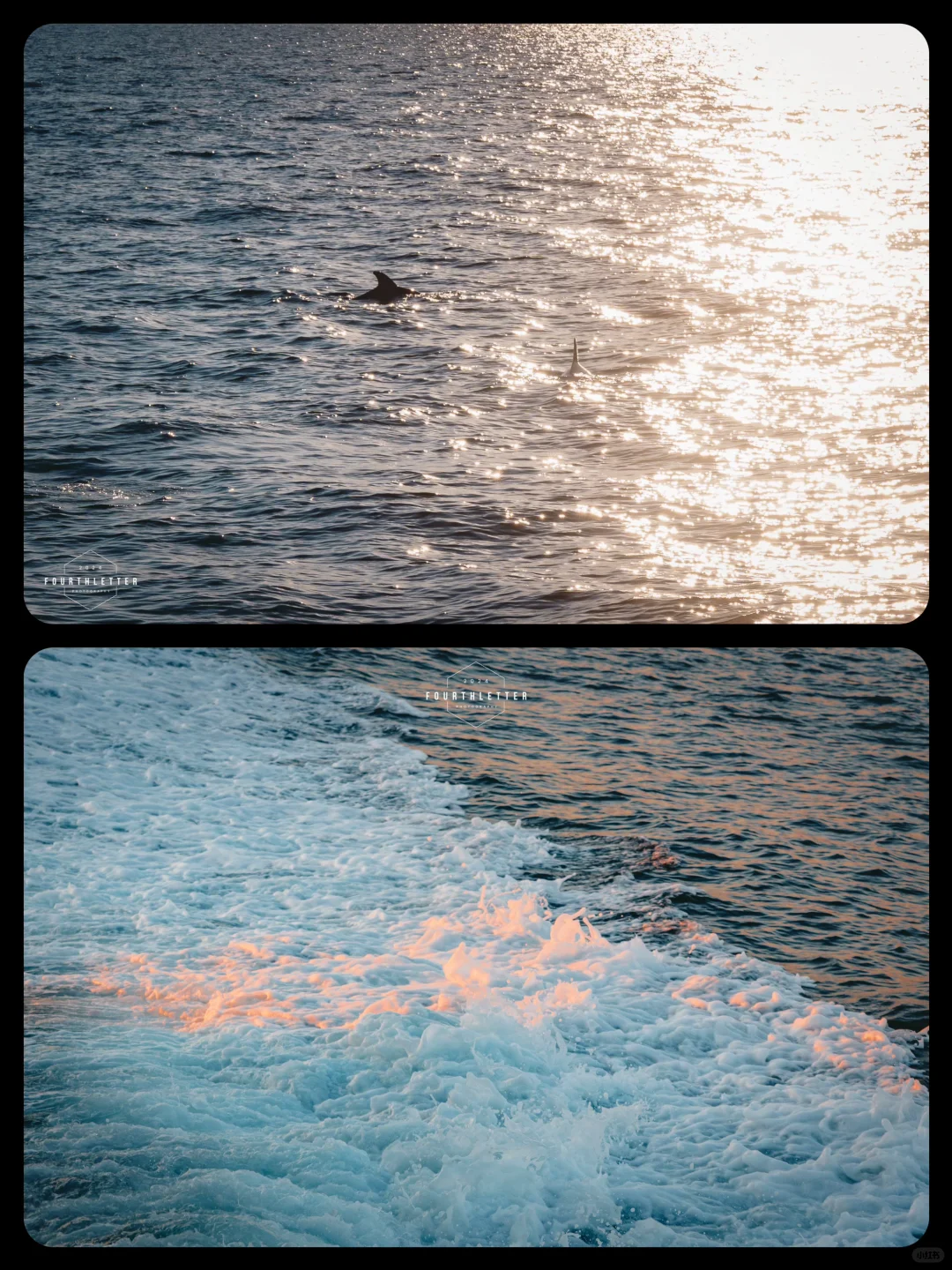 Chasing Dolphins at Dusk 🐬｜A Spontaneous Traveler's Guide