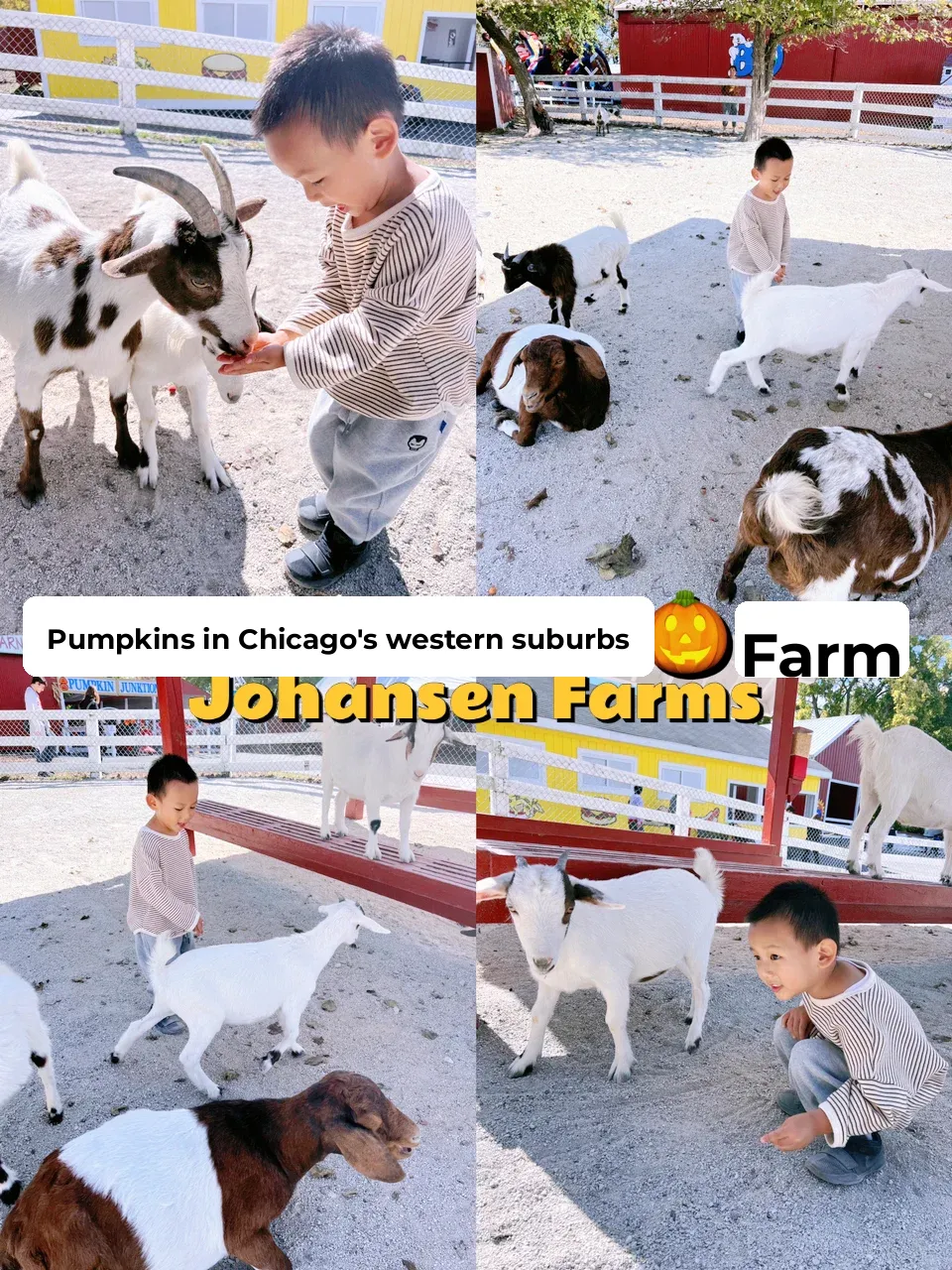 🎃 Chicago Pumpkin Farm Series: Johansen Farms