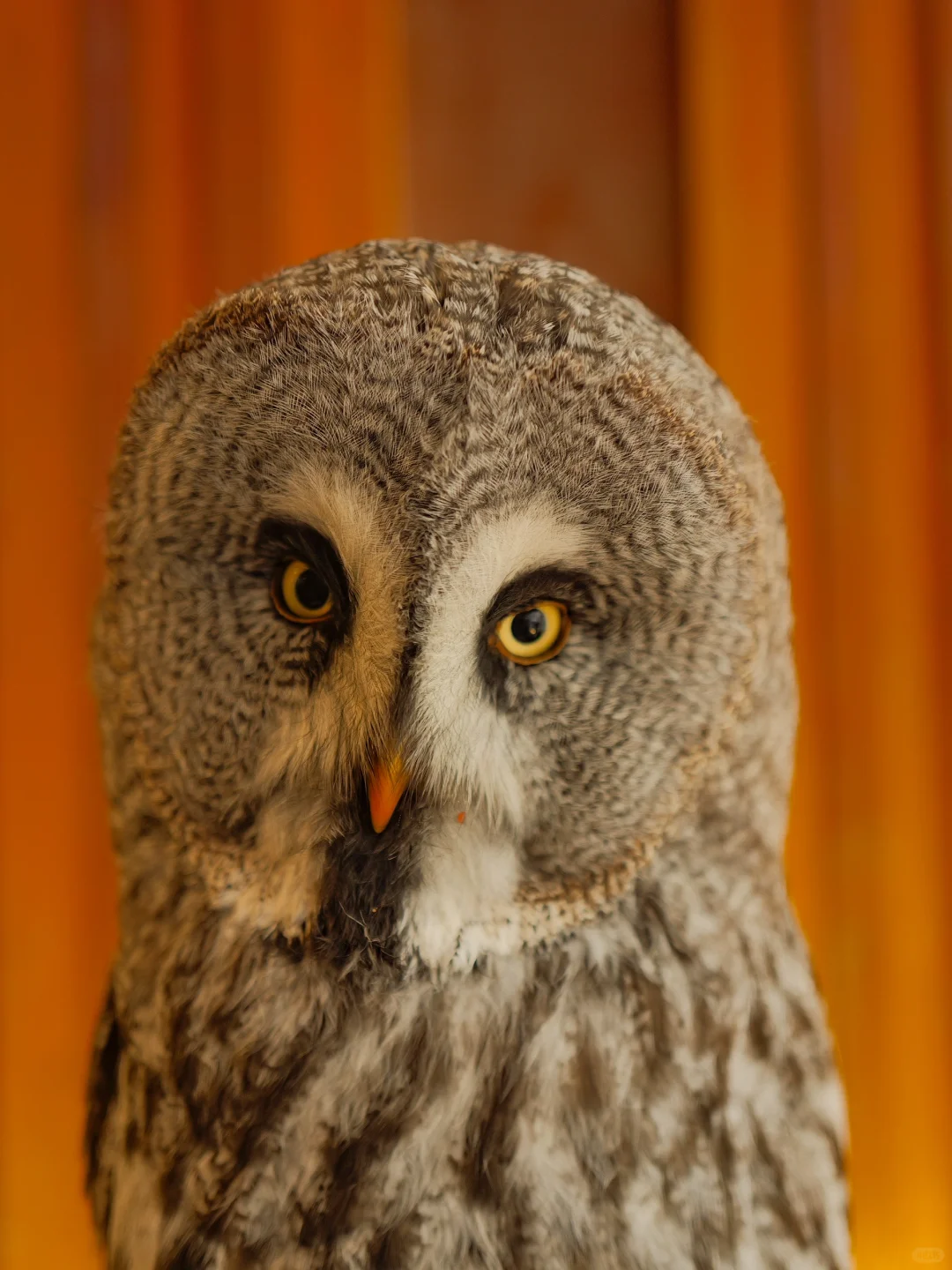 Osaka 🇯🇵 Owl Café – Wanna Hang Out? 🦉