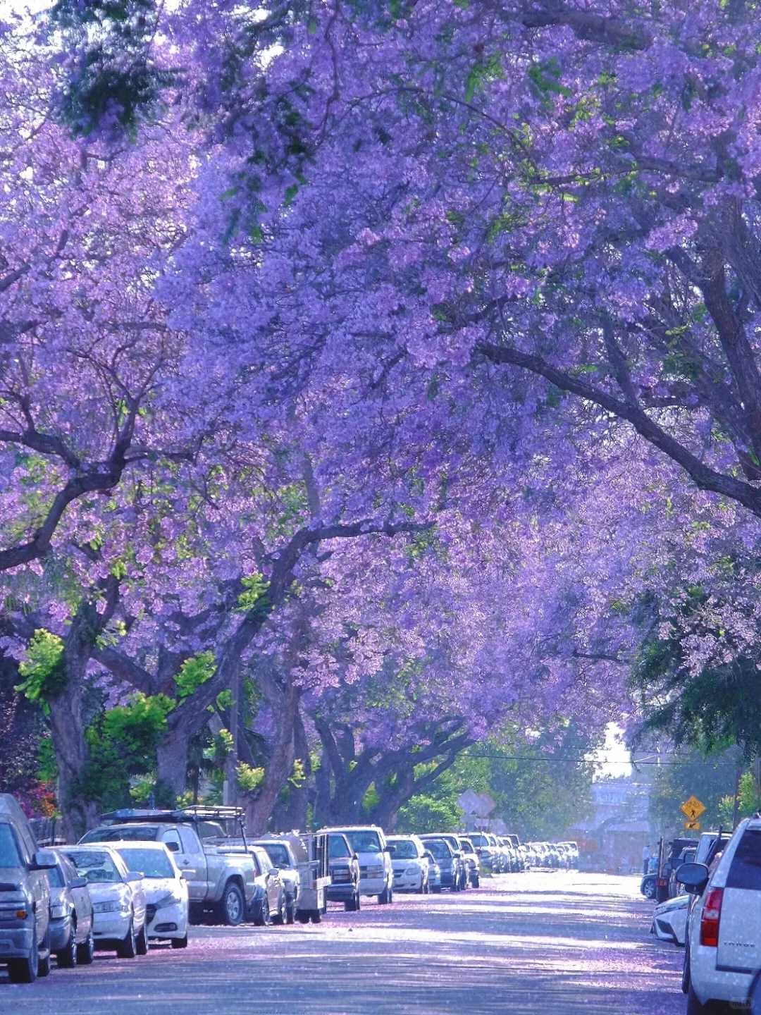 LA Jacaranda Season💐 Top Photogenic Spots to Admire the Blooms📸