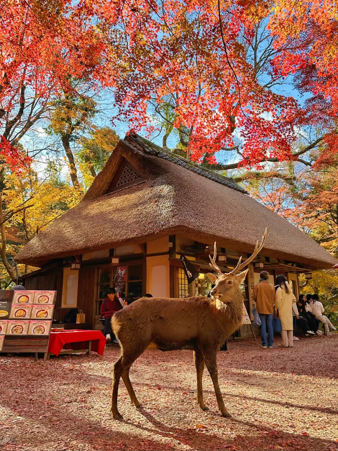 Nara's Famous Deer Are the Real Deal: 12.2 Autumn Foliage Update | Full Guide Included 🔥