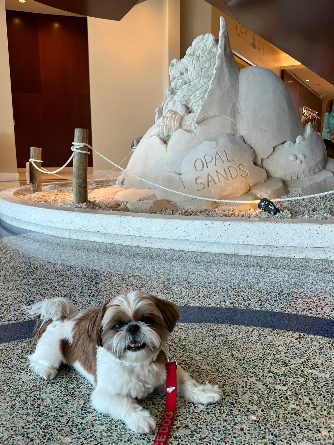 Tampa🇺🇸 Recap of My Tampa Adventure (Dog-Friendly Edition)