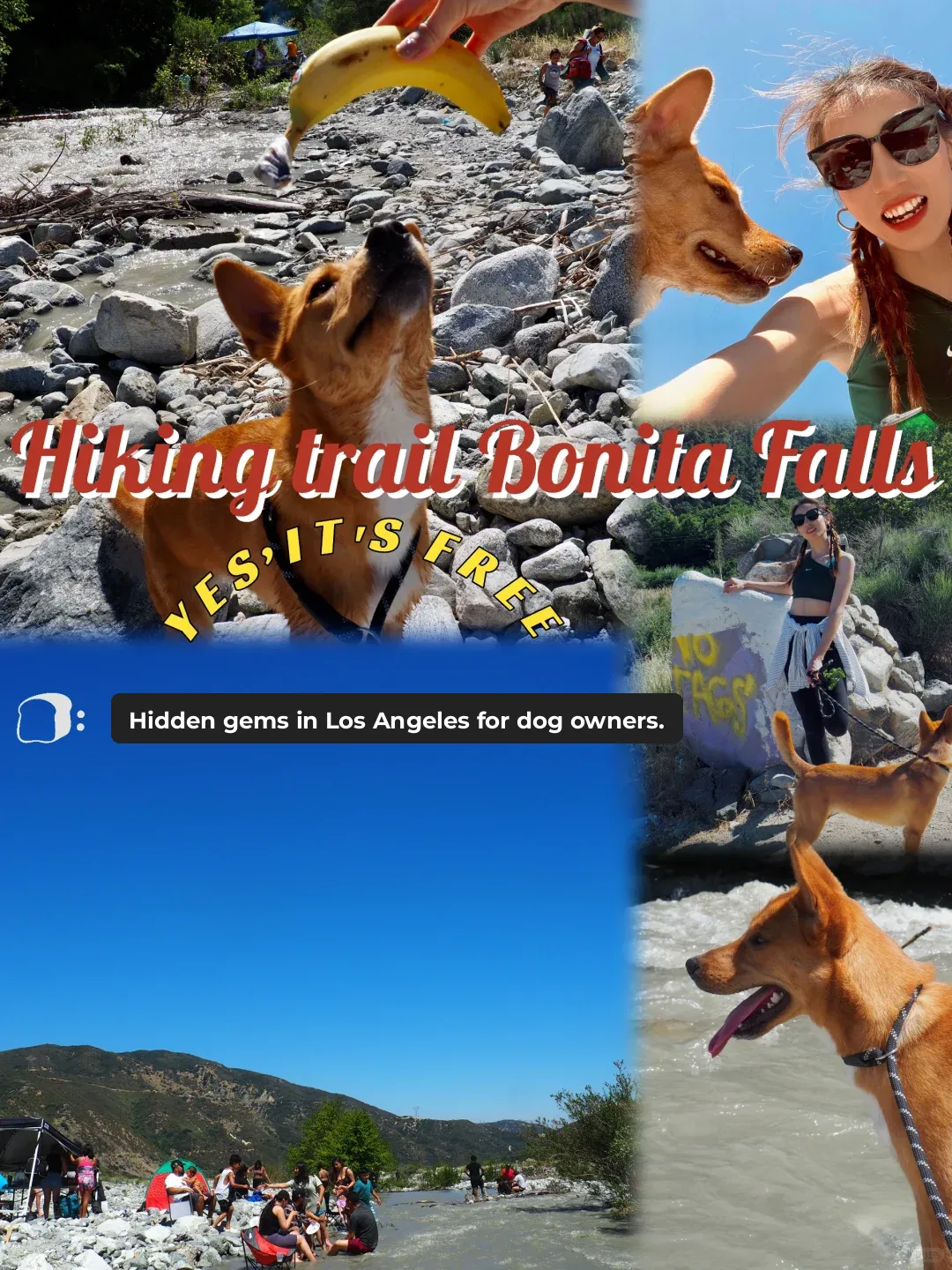 Hidden Gems in LA for Dog Lovers | Embrace the Joy of Summer!