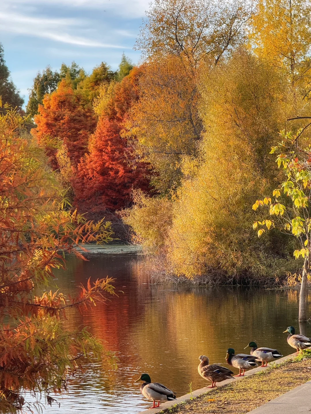 Hidden Gem Trail in the Bay Area | Fremont's Autumn "Little Jiuzhaigou" – Simply Stunning