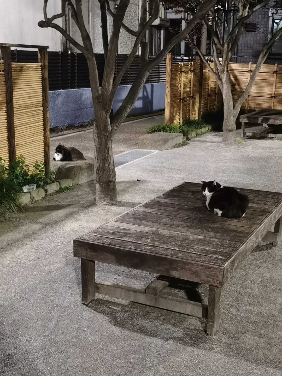 There's a Cat Paradise in Tokyo