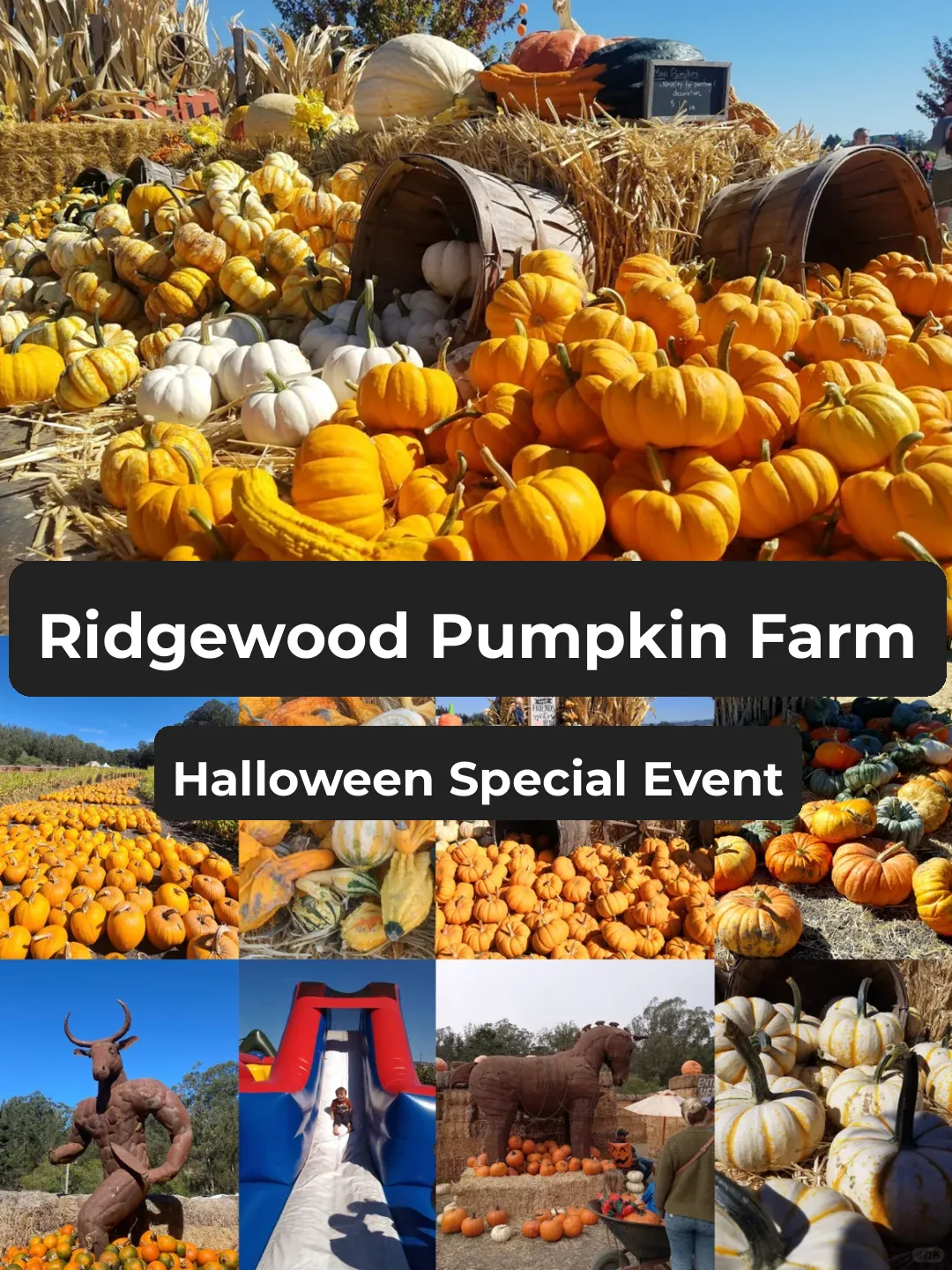 🎃 Halloween Special Event | Pumpkin Farms Near San Francisco