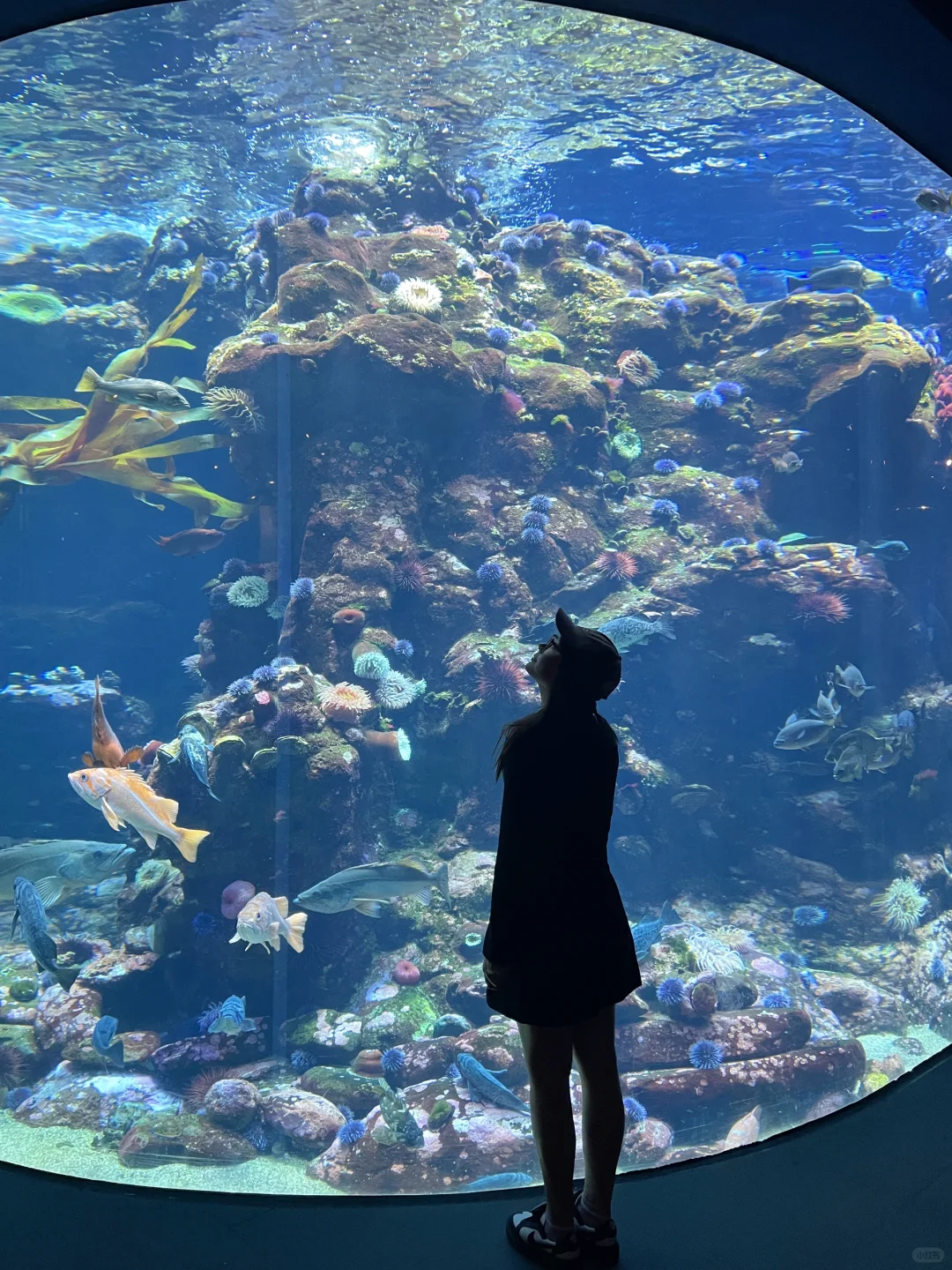 When Love Turns the Moment Blue 🐚𓇼 🐋｜🇺🇸SF Aquarium