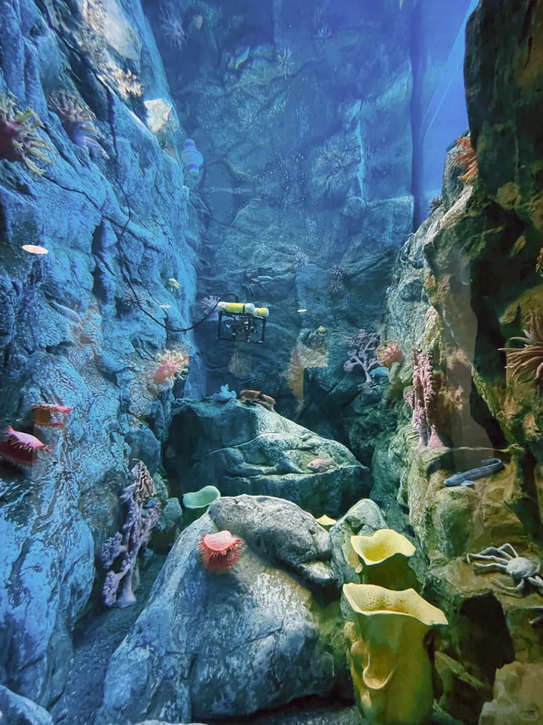 Bay Area Family Fun: Free Aquarium in Santa Cruz