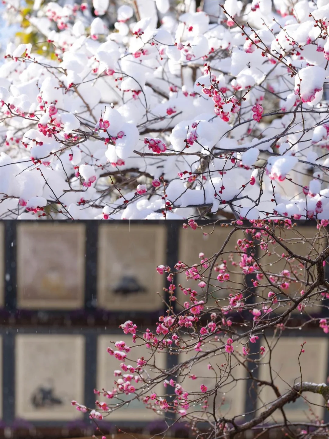 🌸 Kyoto's "Plum" Scenery in Feb-Mar | 6 Must-Visit Spots for Plum Blossom Viewing in Kyoto