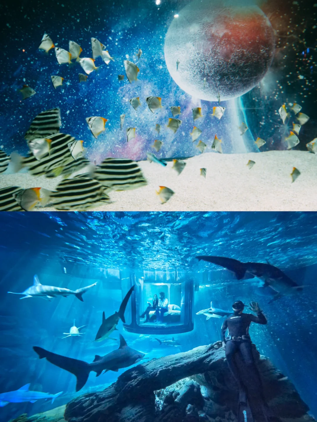 🌃 Tokyo Exclusive | Ultra-Cool Cosmic Aquarium