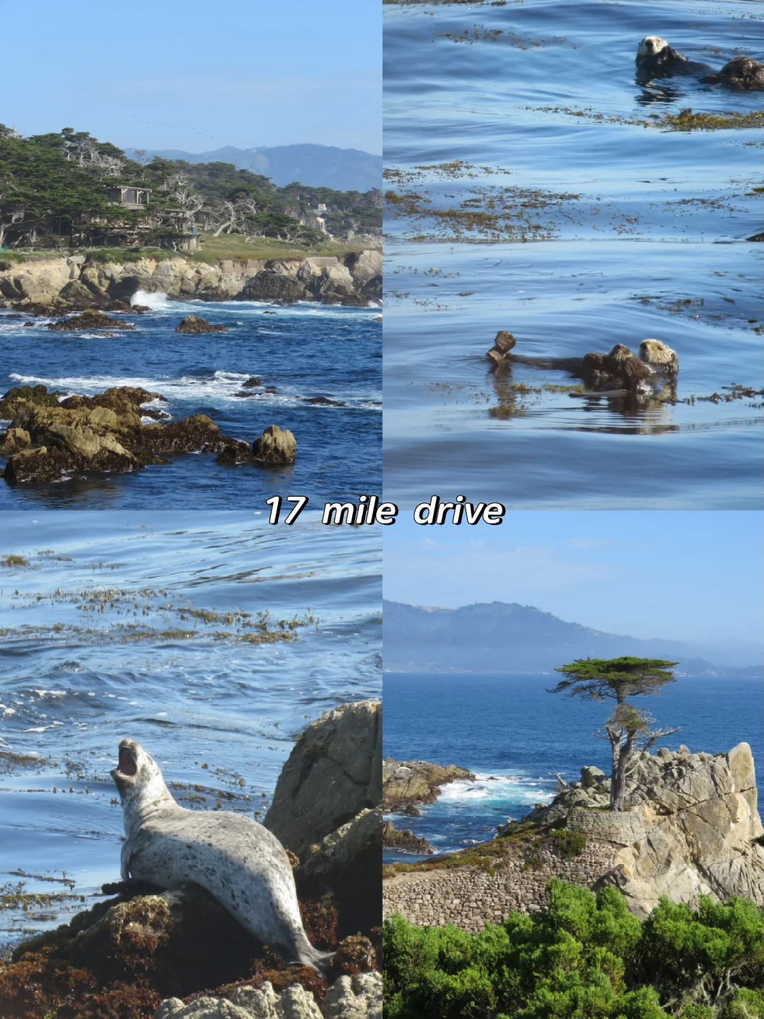 Monterey's 17-Mile Drive | Spotting Adorable Seals and Sea Otters