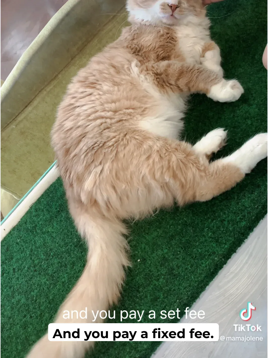 Cat Cafe in Branson, Missouri, USA