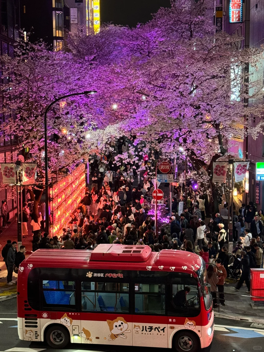 Officially Elevated to Tokyo 🌸 Sakura Nobility, with Itinerary